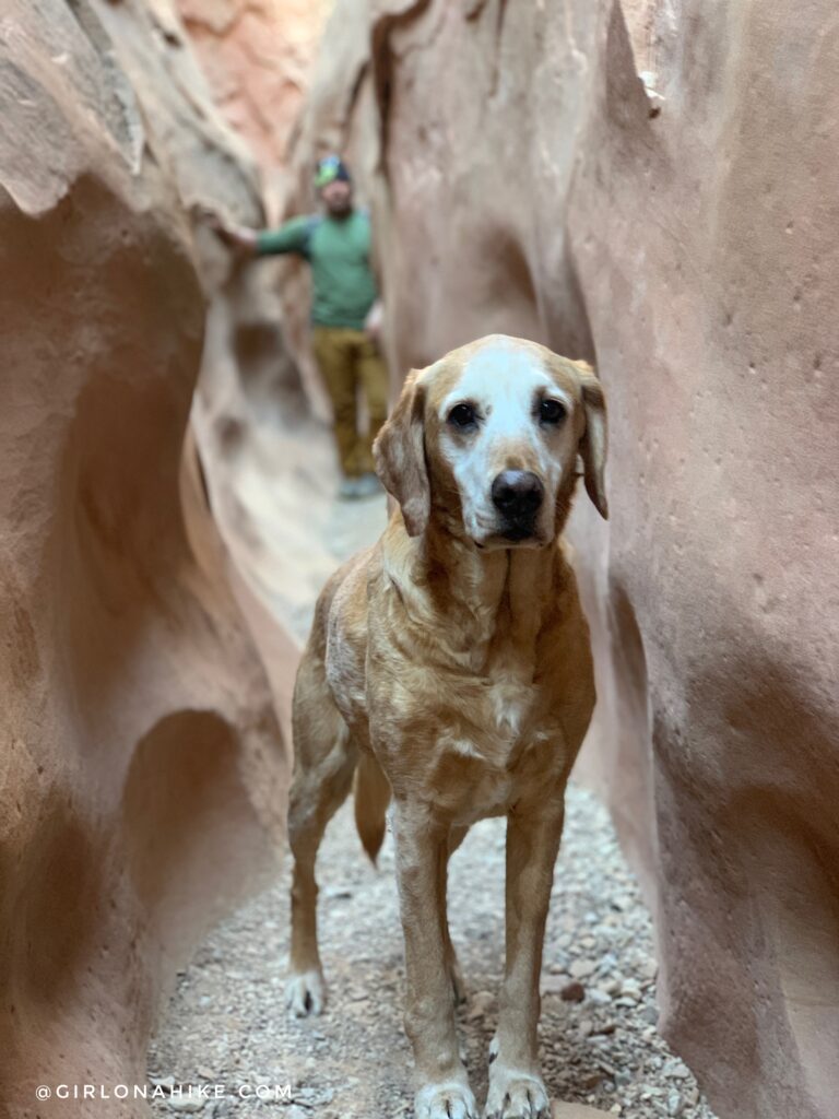 Hiking the Little Wild Horse & Bell Canyon Loop