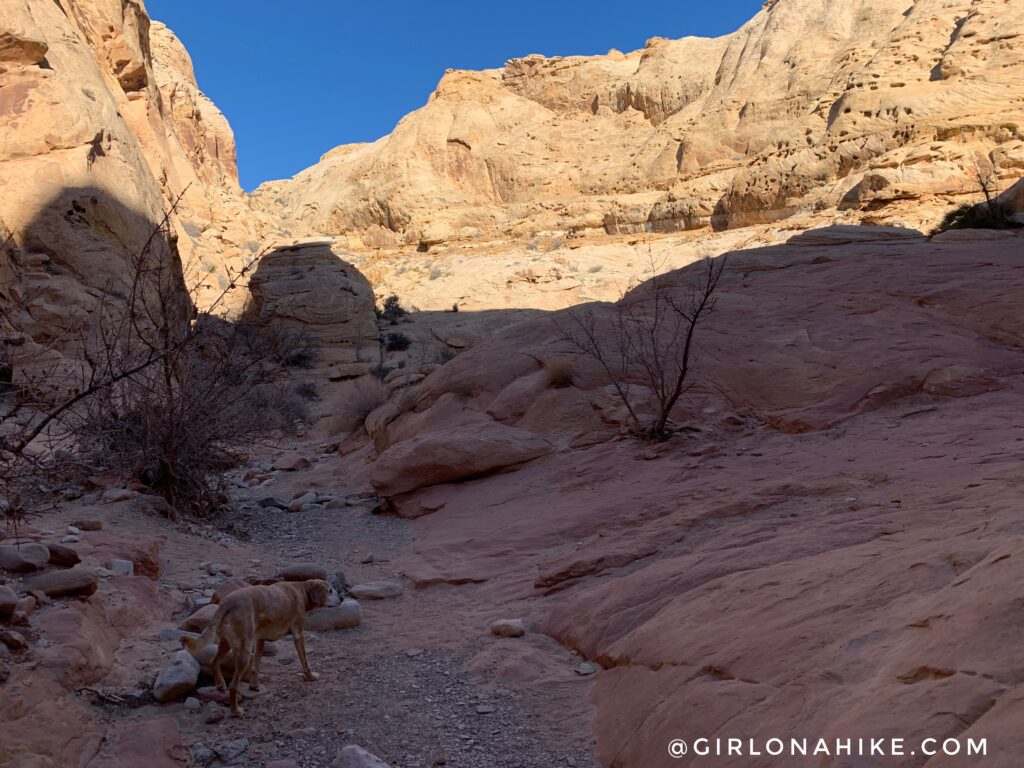 Hiking the Little Wild Horse & Bell Canyon Loop