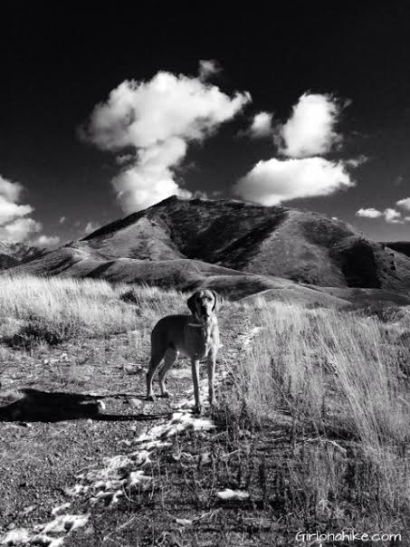 Hiking to Little Black Mountain, Utah, Hiking in Utah with Dogs