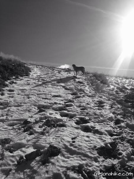 Hiking to Little Black Mountain, Utah, Hiking in Utah with Dogs