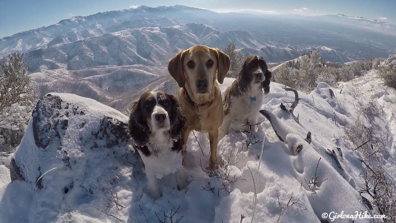 Hiking to Little Black Mountain, Utah, Hiking in Utah with Dogs