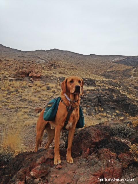 Tetzlaff Peak, Tetzlaff Peak hiking guide, Silver Island Mountains, Hiking in Utah with Dogs