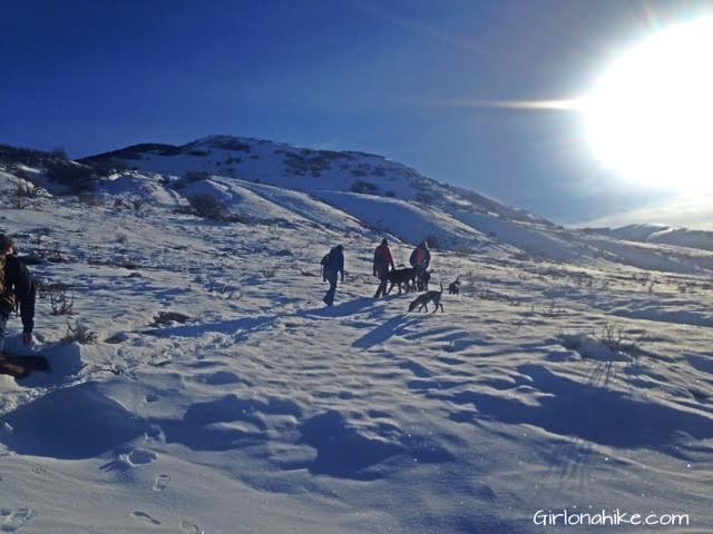 Parrish Canyon Trail, Parrish Creek Trail, Hiking in Utah with Dogs