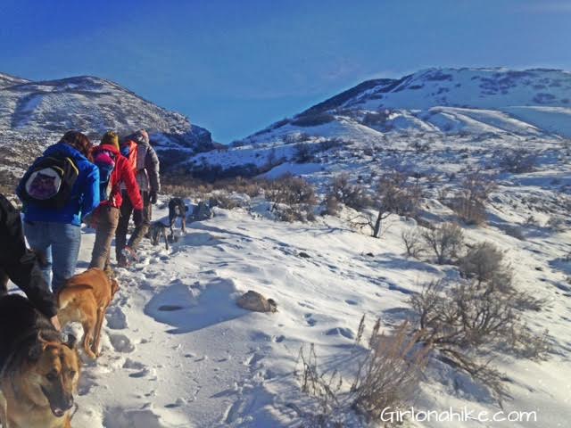 Parrish Canyon Trail, Parrish Creek Trail, Hiking in Utah with Dogs