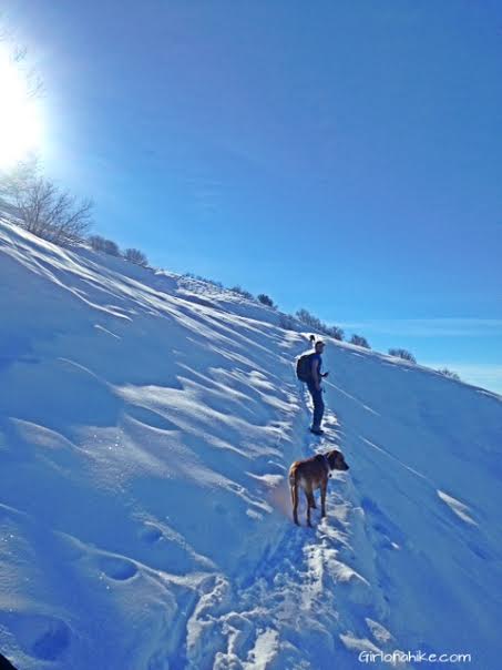 Parrish Canyon Trail, Parrish Creek Trail, Hiking in Utah with Dogs