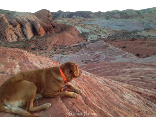 are dogs allowed in valley of fire state park