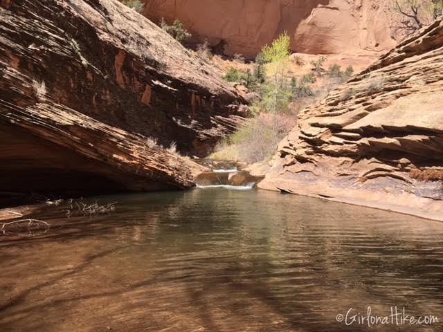 Left Fork of Mill Creek, Moab, Hiking in Moab with Dogs