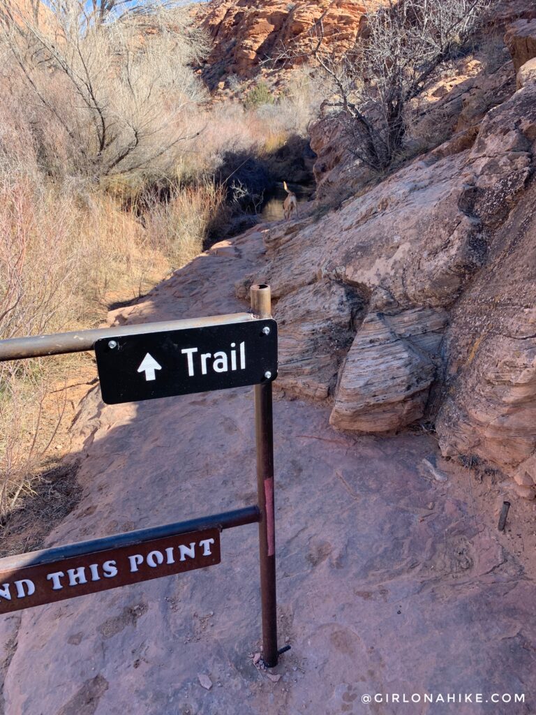 Hiking the North Fork of Mill Creek, Moab