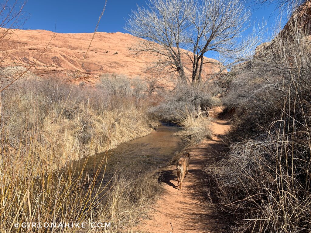 Hiking the North Fork of Mill Creek, Moab