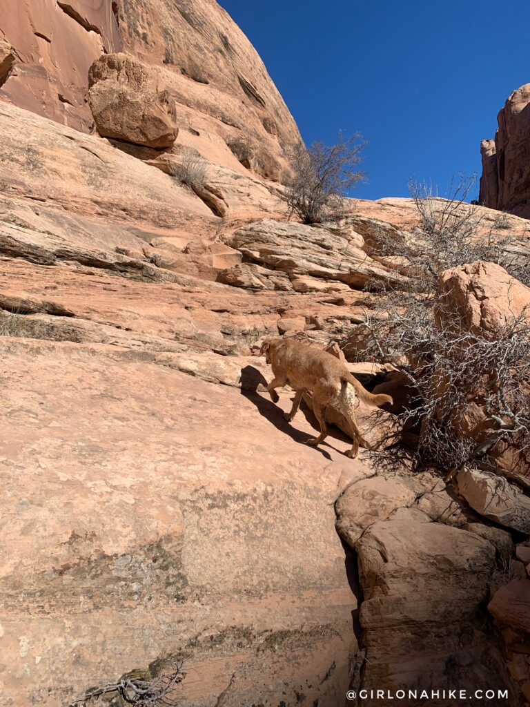 Hiking the North Fork of Mill Creek, Moab