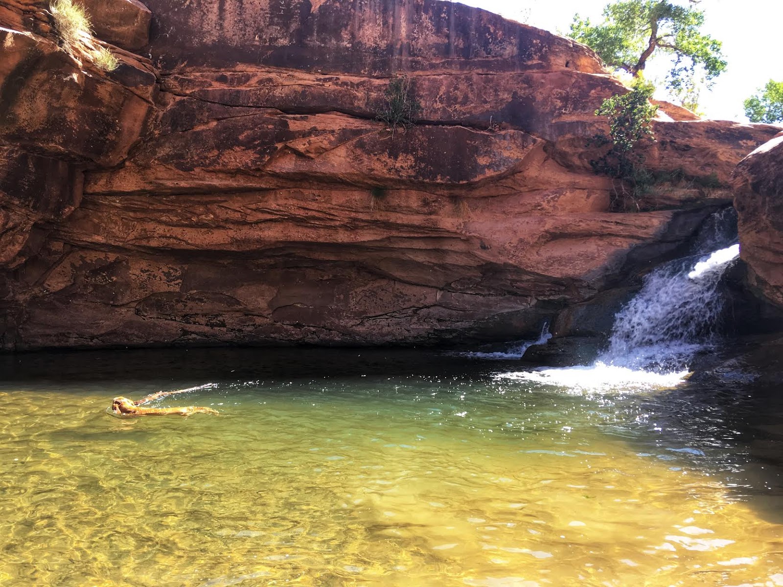 Hiking the North Fork of Mill Creek, Moab, Hiking with Dogs in Moab, Utah