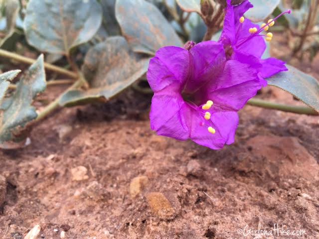 Flowers of Grand Canyon National Park, Bright Angel Trail, Ribbon Falls