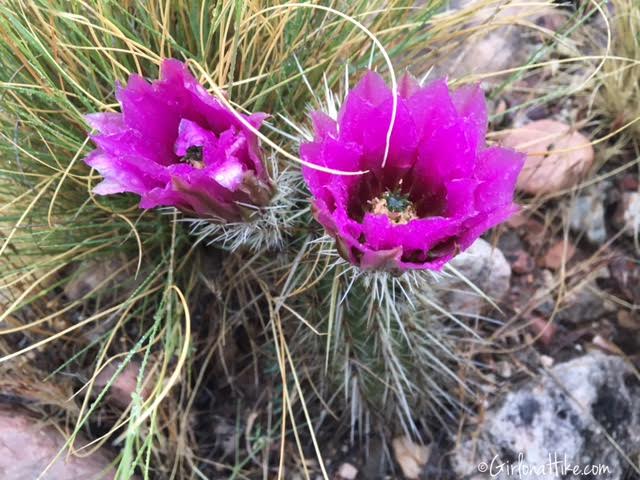 Flowers of Grand Canyon National Park, Bright Angel Trail, Ribbon Falls