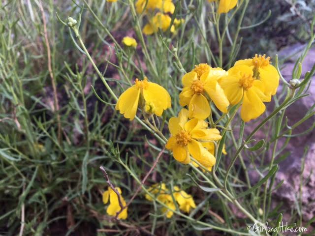 Flowers of Grand Canyon National Park, Bright Angel Trail, Ribbon Falls