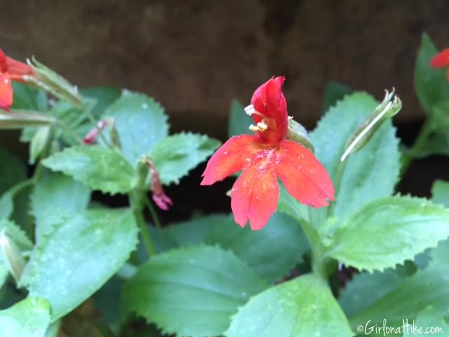 Flowers of Grand Canyon National Park, Bright Angel Trail, Ribbon Falls