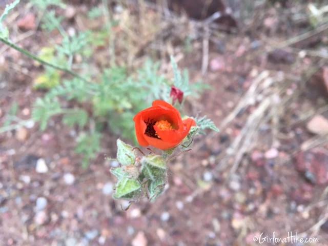 Flowers of Grand Canyon National Park, Bright Angel Trail, Ribbon Falls