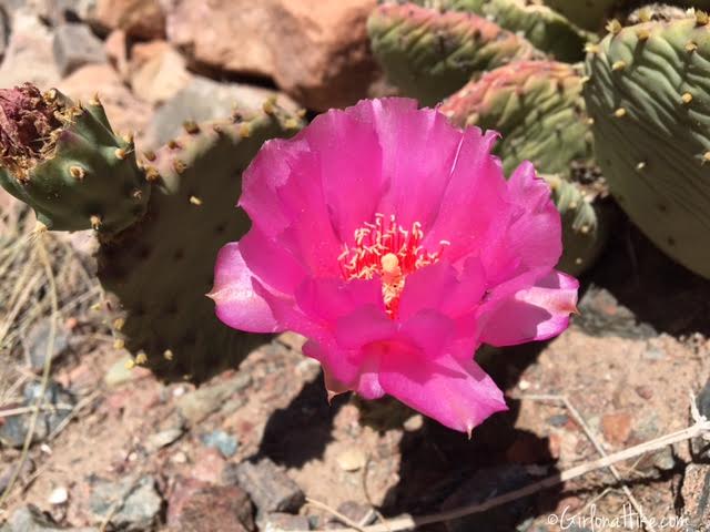 Flowers of Grand Canyon National Park, Bright Angel Trail, Ribbon Falls