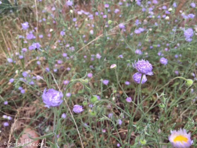 Flowers of Grand Canyon National Park, Bright Angel Trail, Ribbon Falls