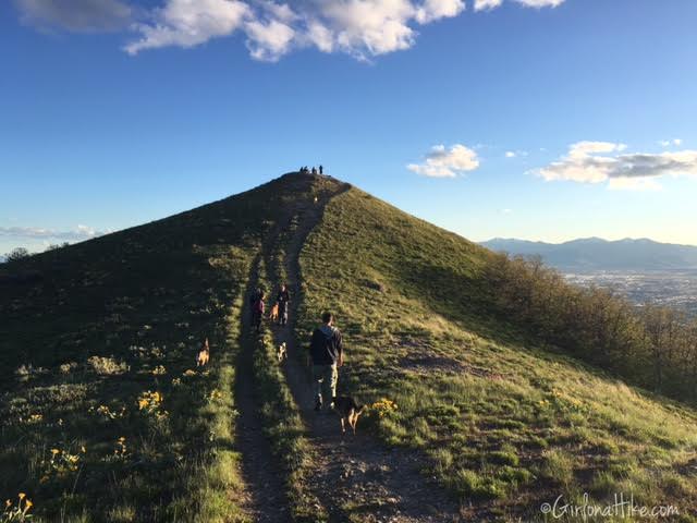 Hiking the Avenues Twin Peaks, Utah, Hiking in Utah with Dogs