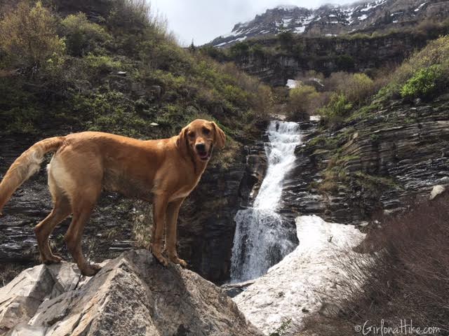 First Falls, Aspen Grove Trail, Hiking in Utah with Dogs