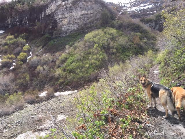 First Falls, Aspen Grove Trail, Hiking in Utah with Dogs