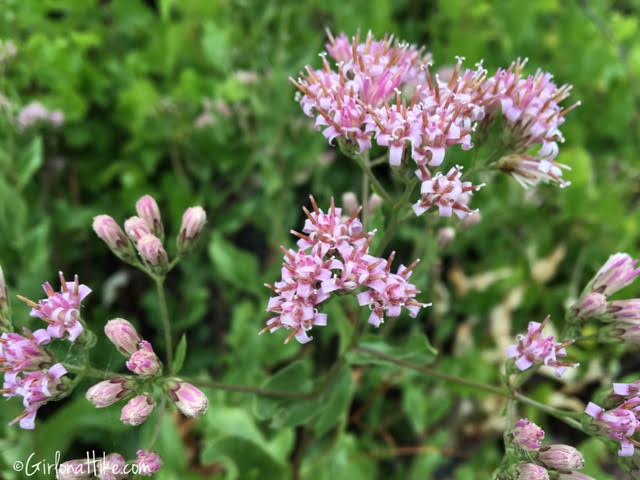 Flowers of Grand Canyon National Park, Bright Angel Trail, Ribbon Falls