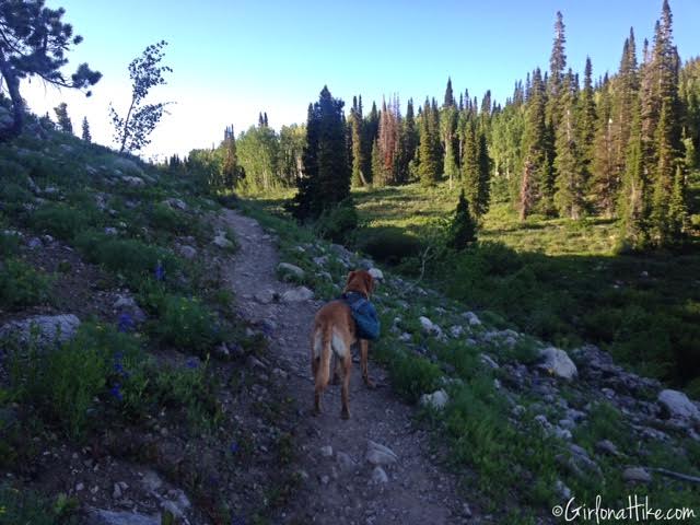 Backpacking to White Pine Lake, Logan Canyon, Utah