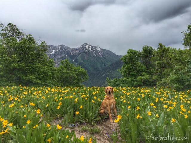 Buffalo Peak, Utah, Hiking in Utah with Dogs