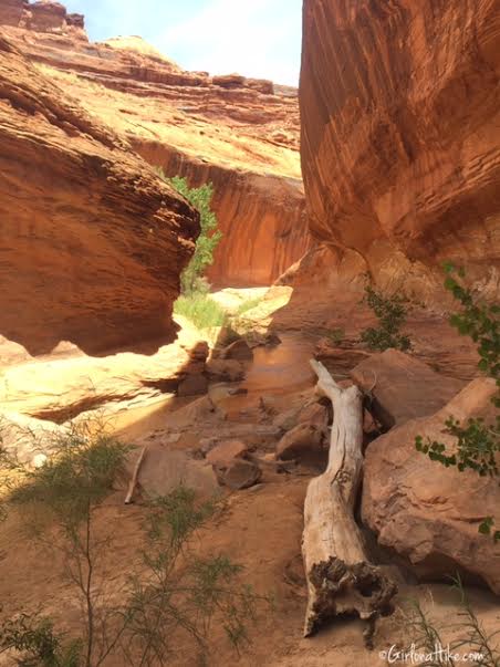 Backpacking Coyote Gulch, Utah