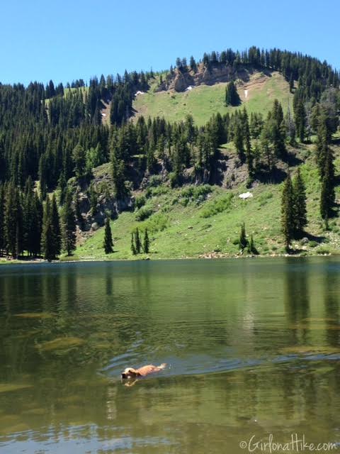 Tony Grove Lake, Utah, Hiking in Utah with Dogs