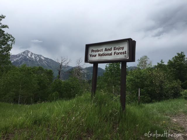 Buffalo Peak, Utah, Hiking in Utah with Dogs