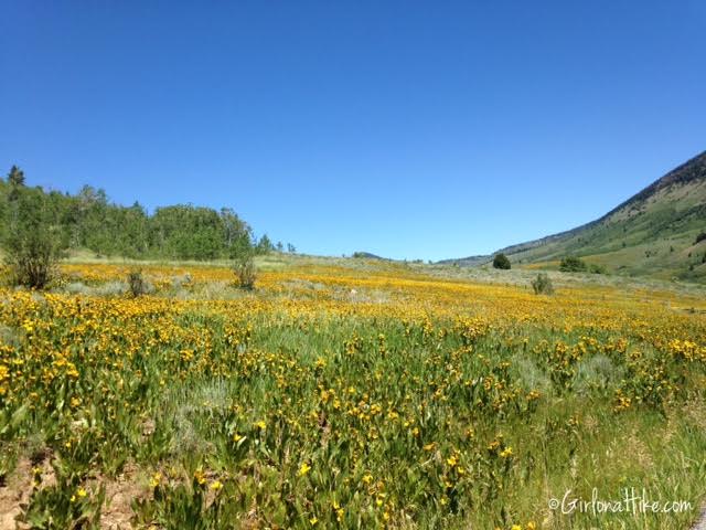 Tony Grove Lake, Utah, Hiking in Utah with Dogs