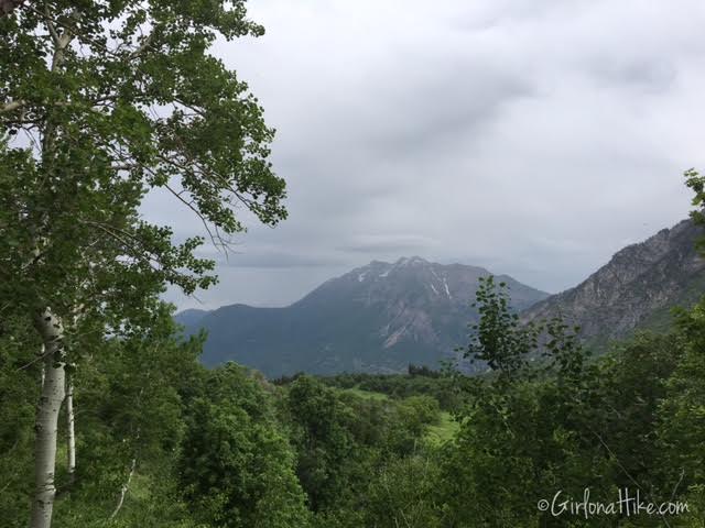 Buffalo Peak, Utah, Hiking in Utah with Dogs