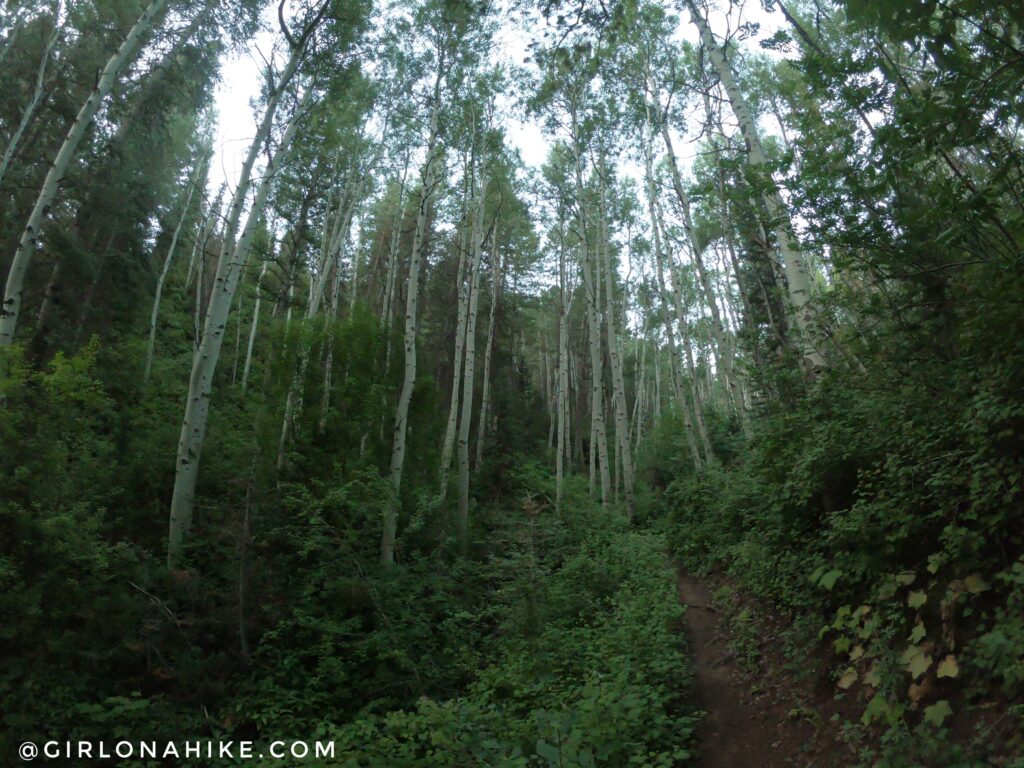 Hiking Lambs Canyon