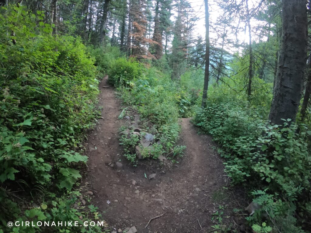 Hiking Lambs Canyon