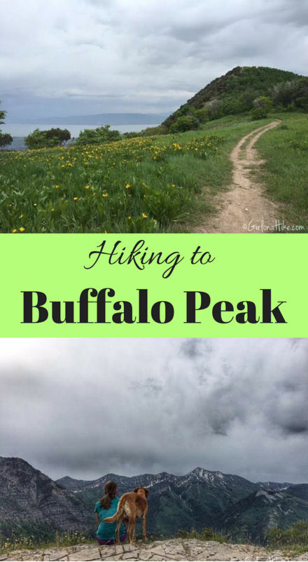 Buffalo Peak, Utah, Hiking in Utah with Dogs