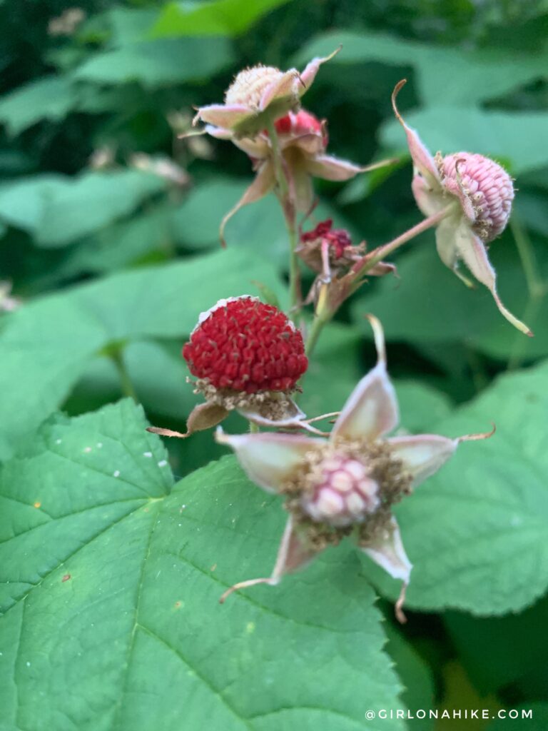 Hiking Lambs Canyon, thimbleberries