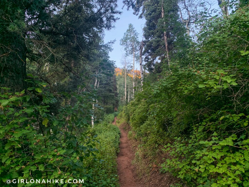 Hiking Lambs Canyon