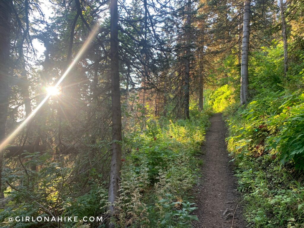 Hiking Lambs Canyon