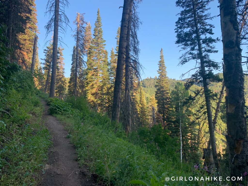 Hiking Lambs Canyon