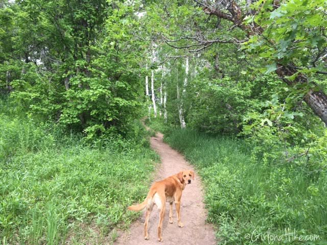 Buffalo Peak, Utah, Hiking in Utah with Dogs