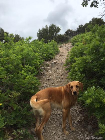 Buffalo Peak, Utah, Hiking in Utah with Dogs