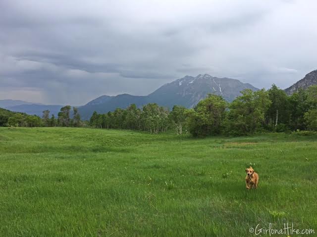 Buffalo Peak, Utah, Hiking in Utah with Dogs