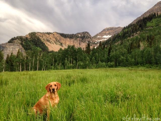 Hiking to Julie Andrews Meadow, Hiking in Utah with Dogs