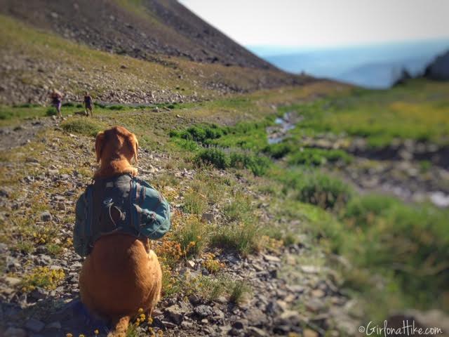 Hiking Mt. Timpanogos via Aspen Grove