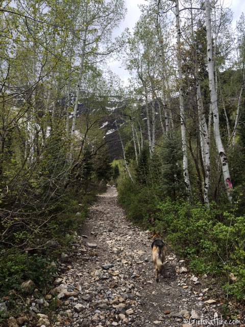 Hiking Mt. Timpanogos via Aspen Grove