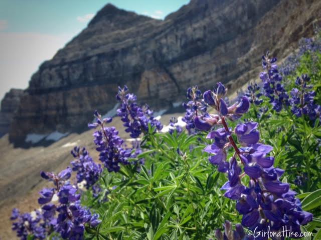 Hiking Mt. Timpanogos via Aspen Grove