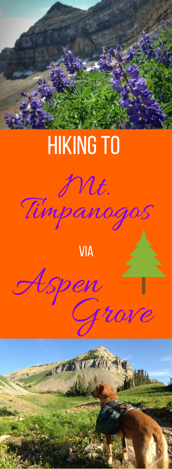 Hiking Mt. Timpanogos via Aspen Grove 