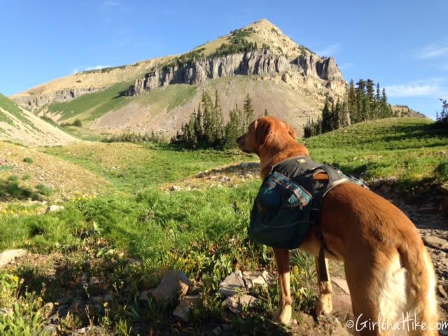 Hiking Mt. Timpanogos via Aspen Grove