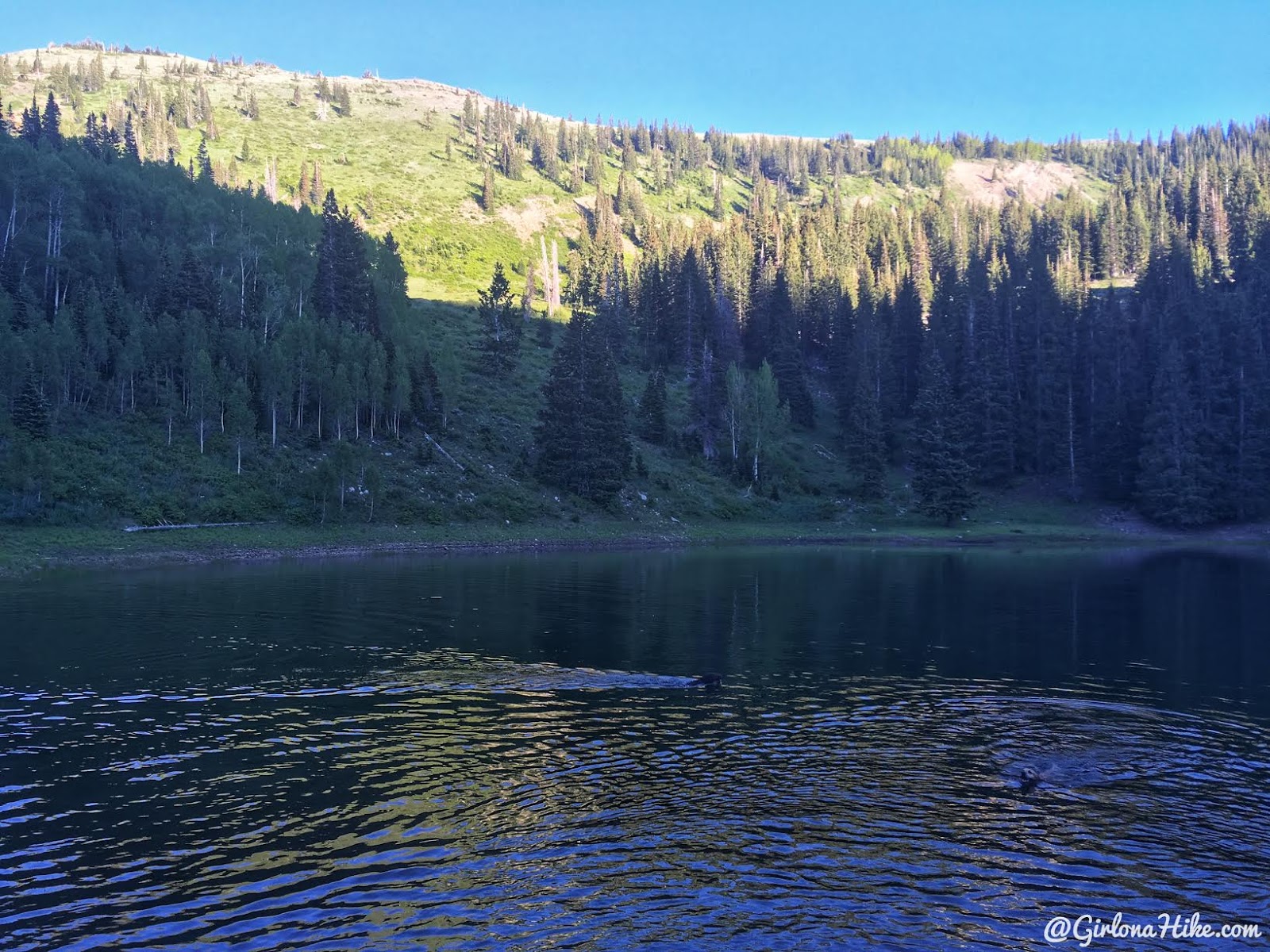 Hiking to Shadow Lake via Guardsmans Pass, Hiking in Utah with Dogs